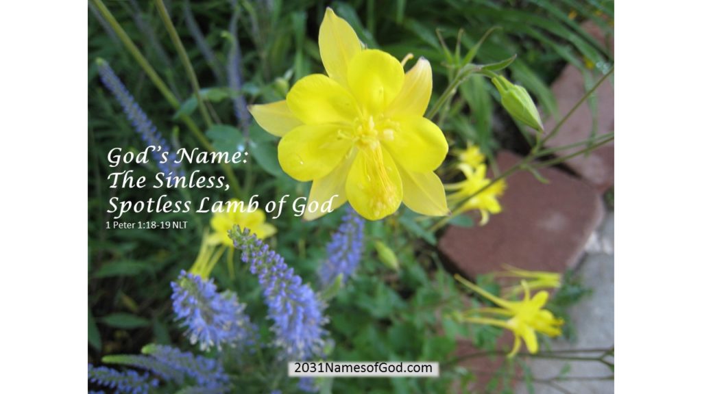 The Sinless, Spotless Lamb of God