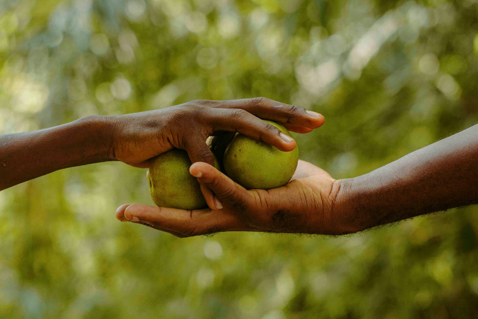 Hands sharing fruit as an act of generosity